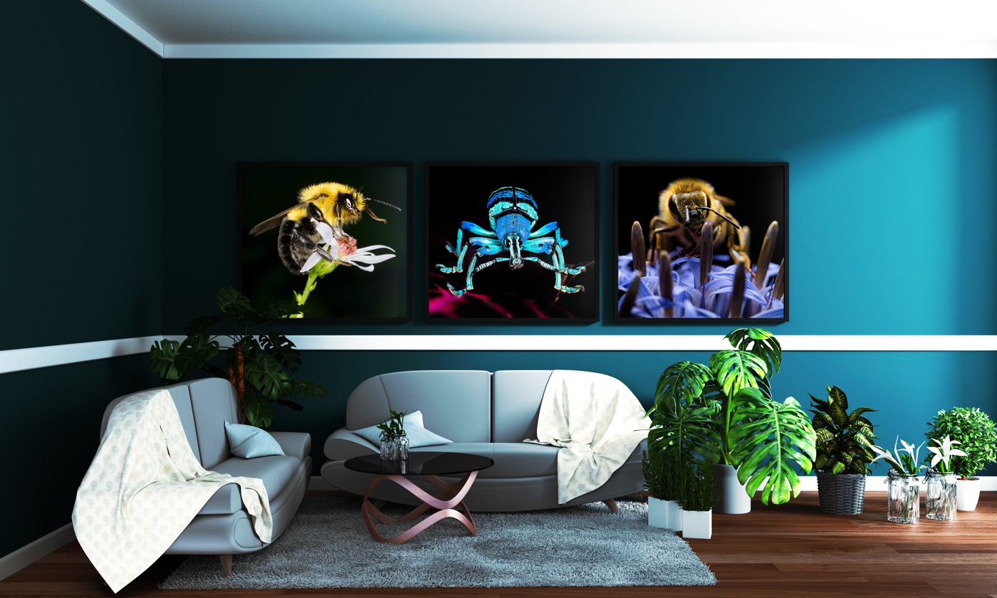 Three macro insect prints displayed on a living room wall