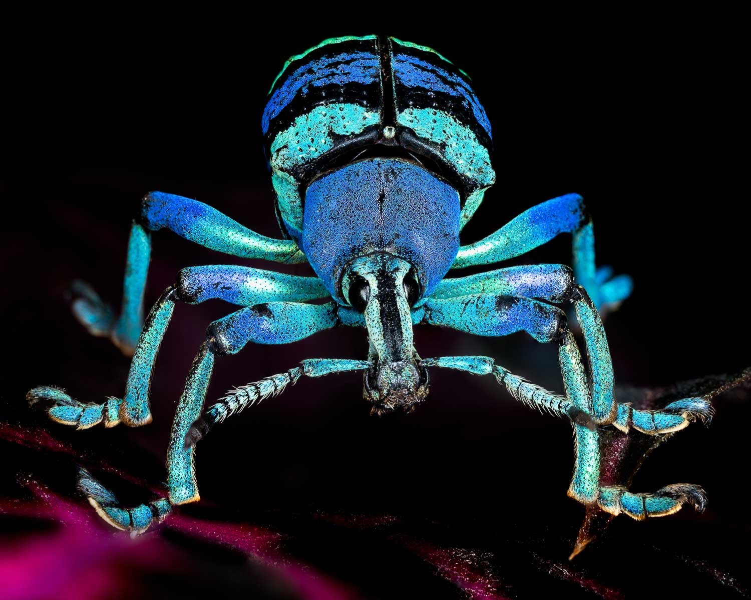 Macro details of a blue weevil beetle