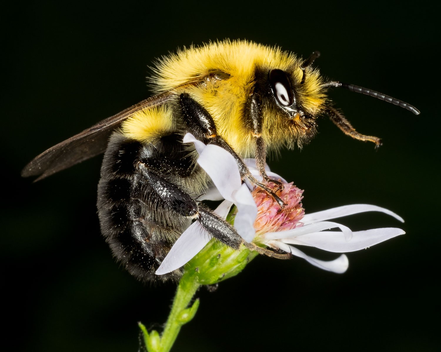 Macro photograph of a bumble bee on a flower