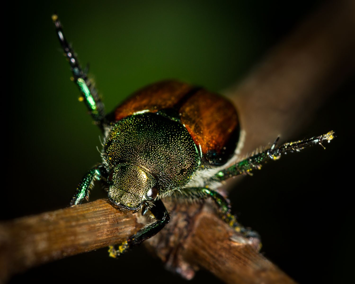 Japanese Beetle macro photograph