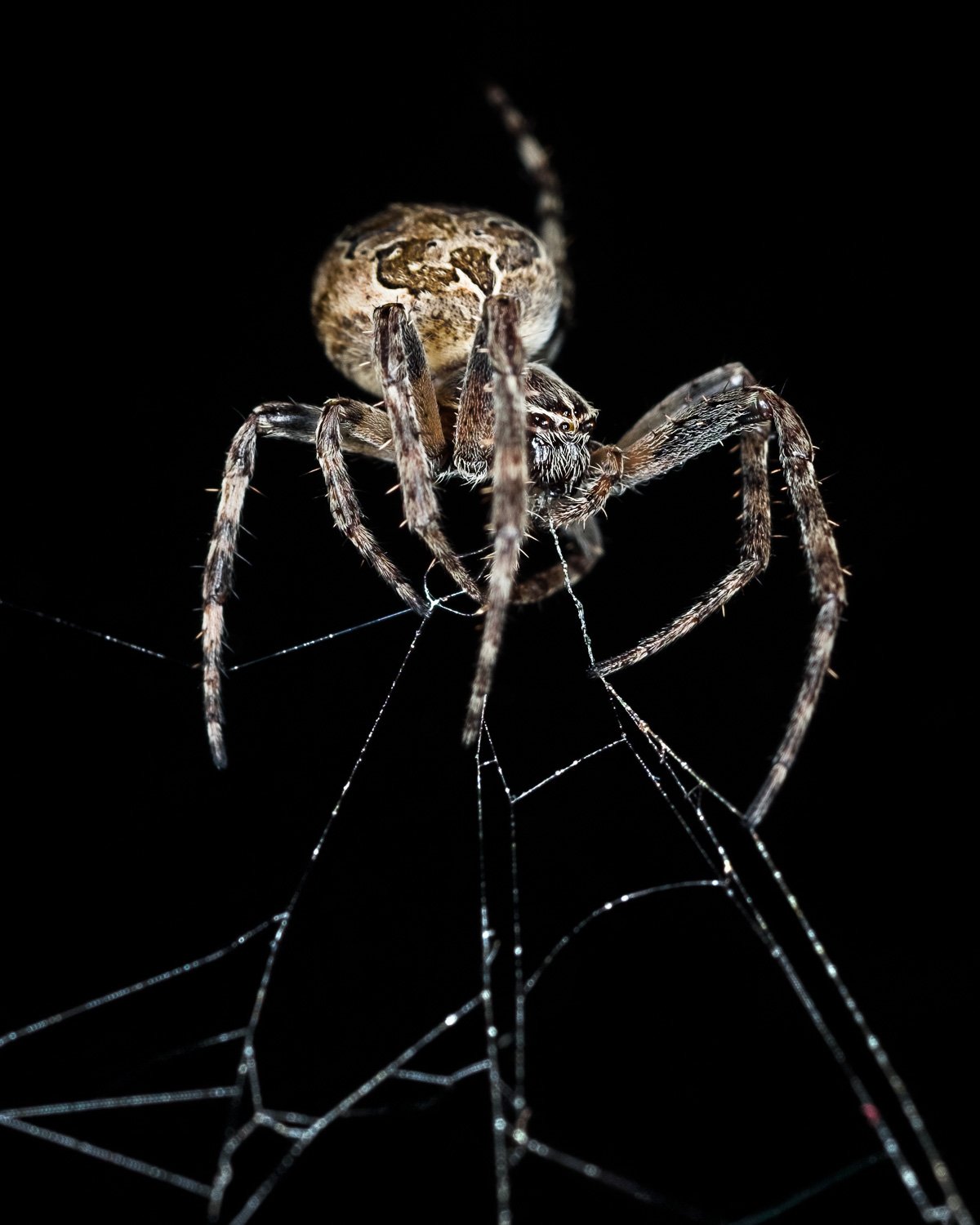 Orb Weaver Spider macro photograph