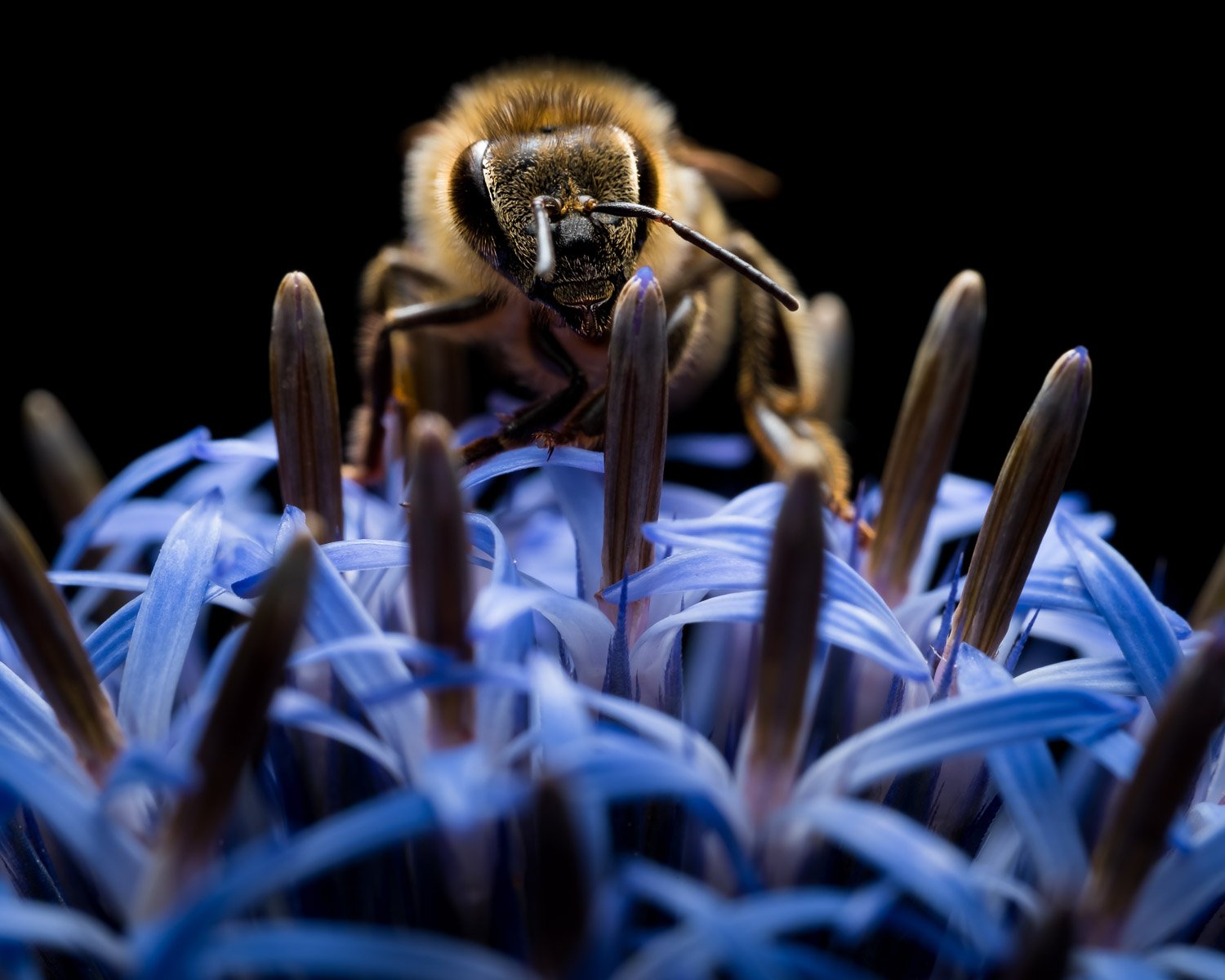 Honey bee foraging on blue flowers