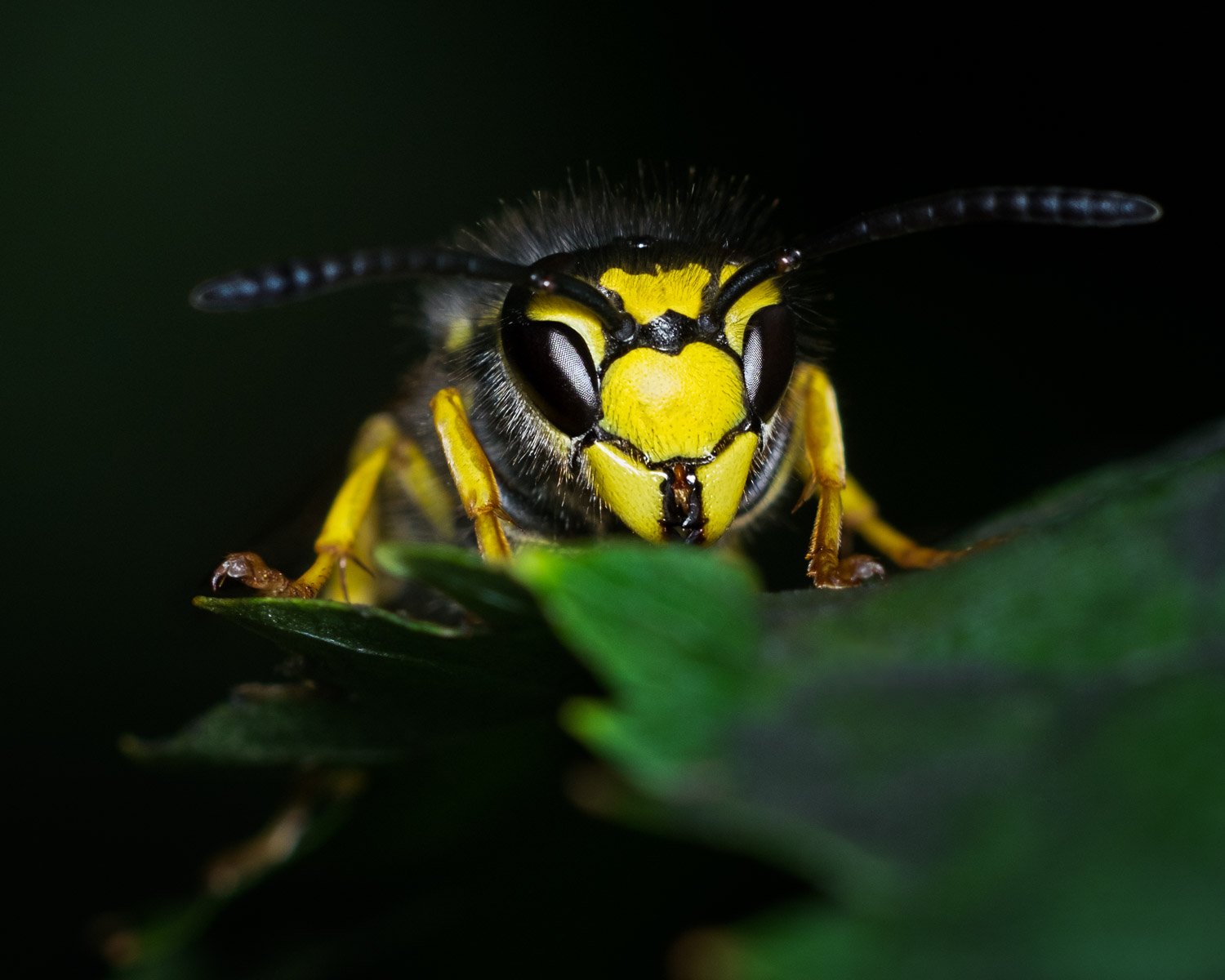 Yellow Jacket macro photograph