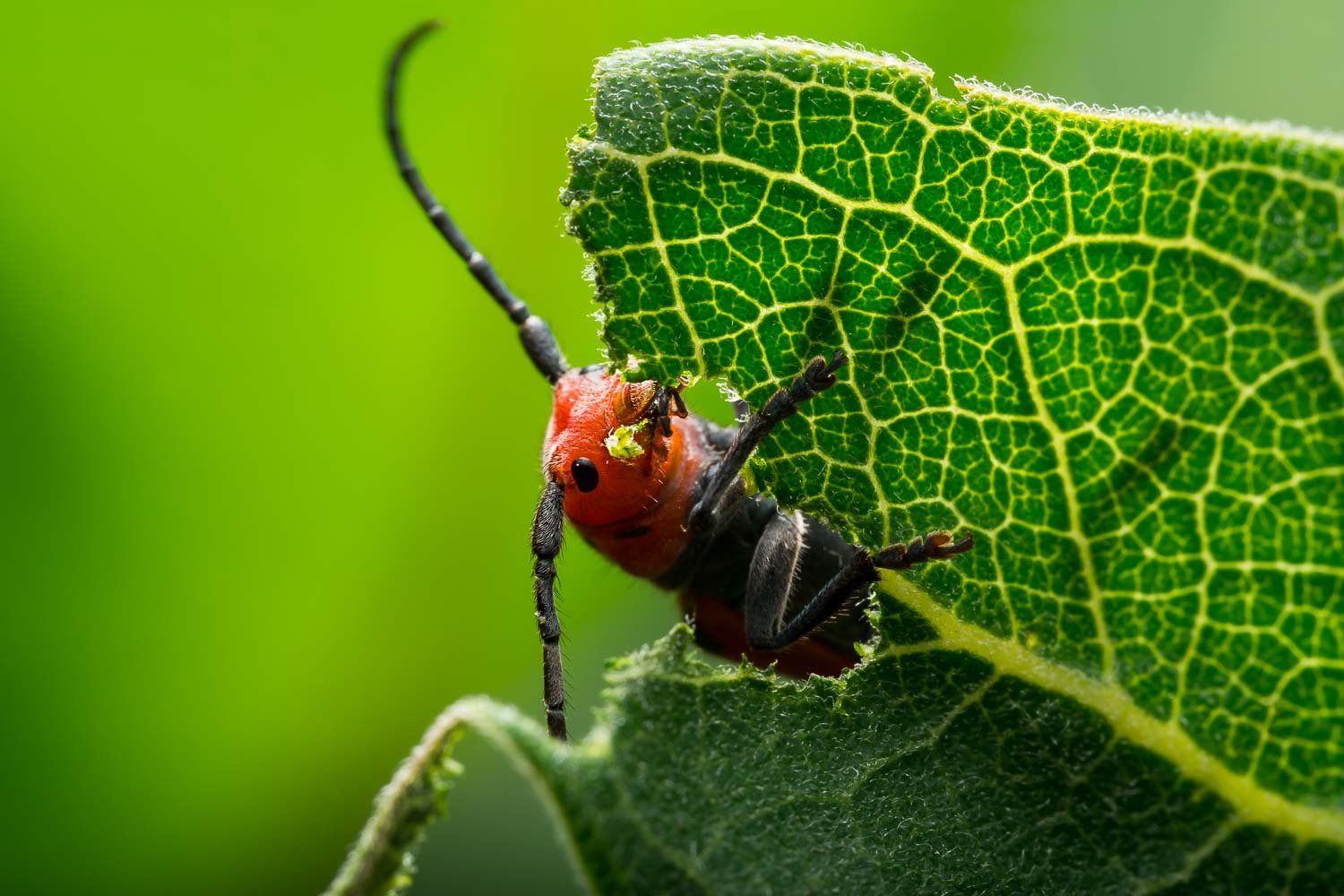 Red Milkweed Beetle macro photograph