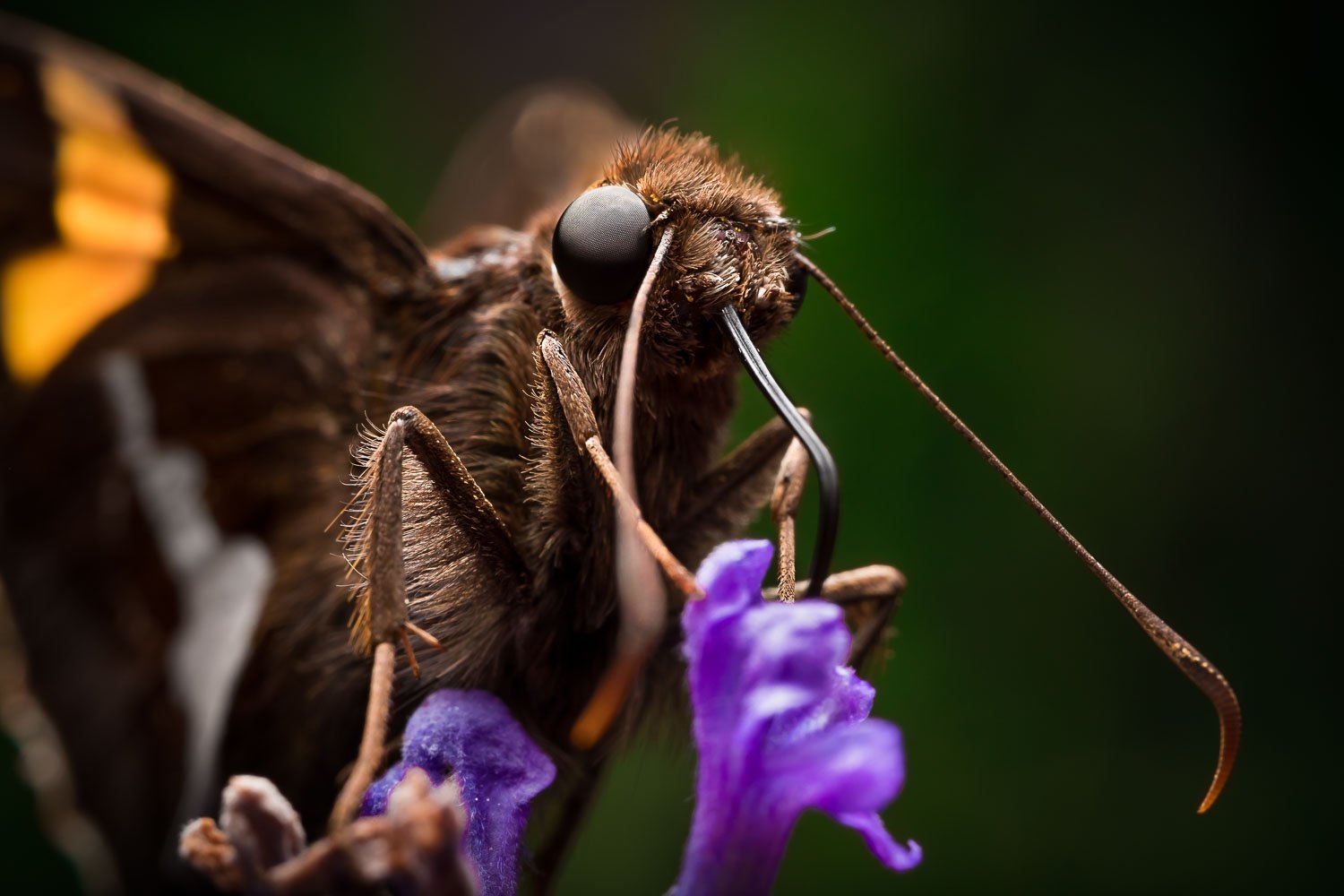 Silver-Spot Skipper macro photograph