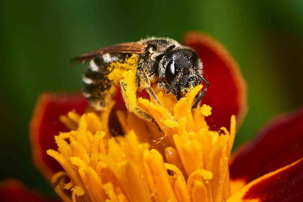 Ligated Furrow Bee macro photograph