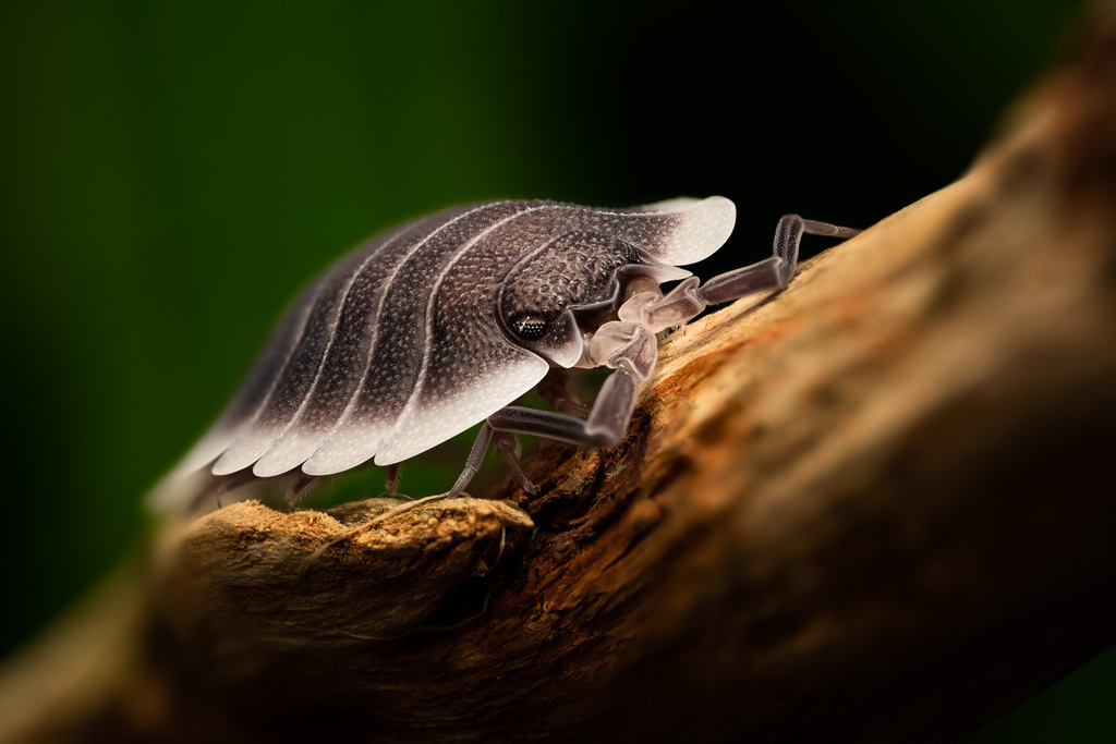 Greek shield isopod (Porcellio werneri) macro photograph