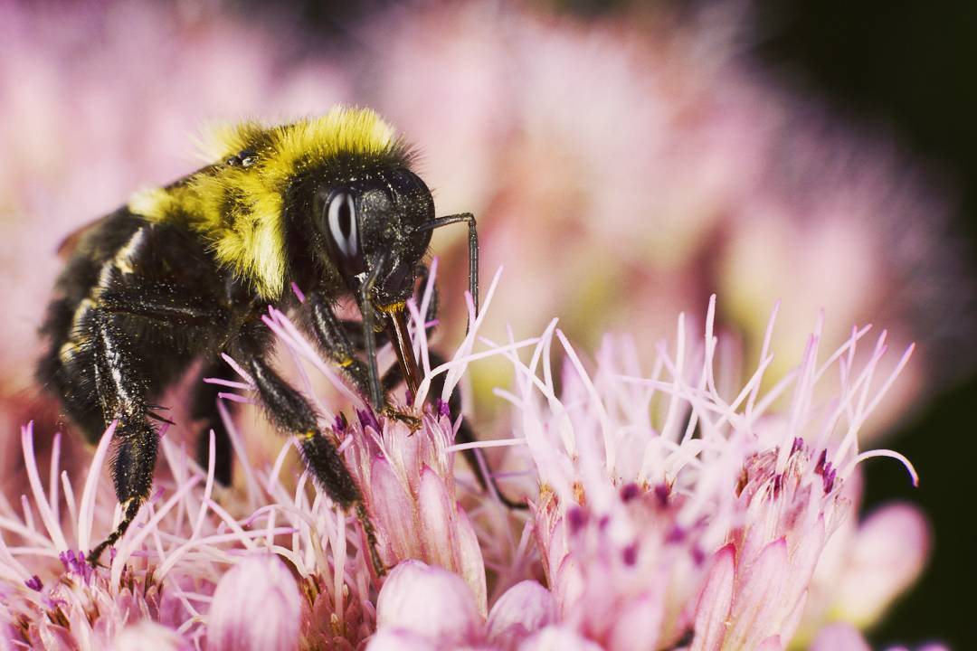 Common Eastern Bumblebee macro photograph