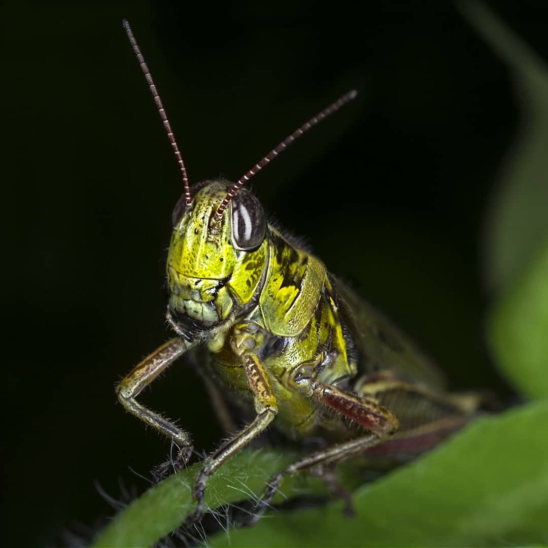 Differential Grasshopper macro photograph