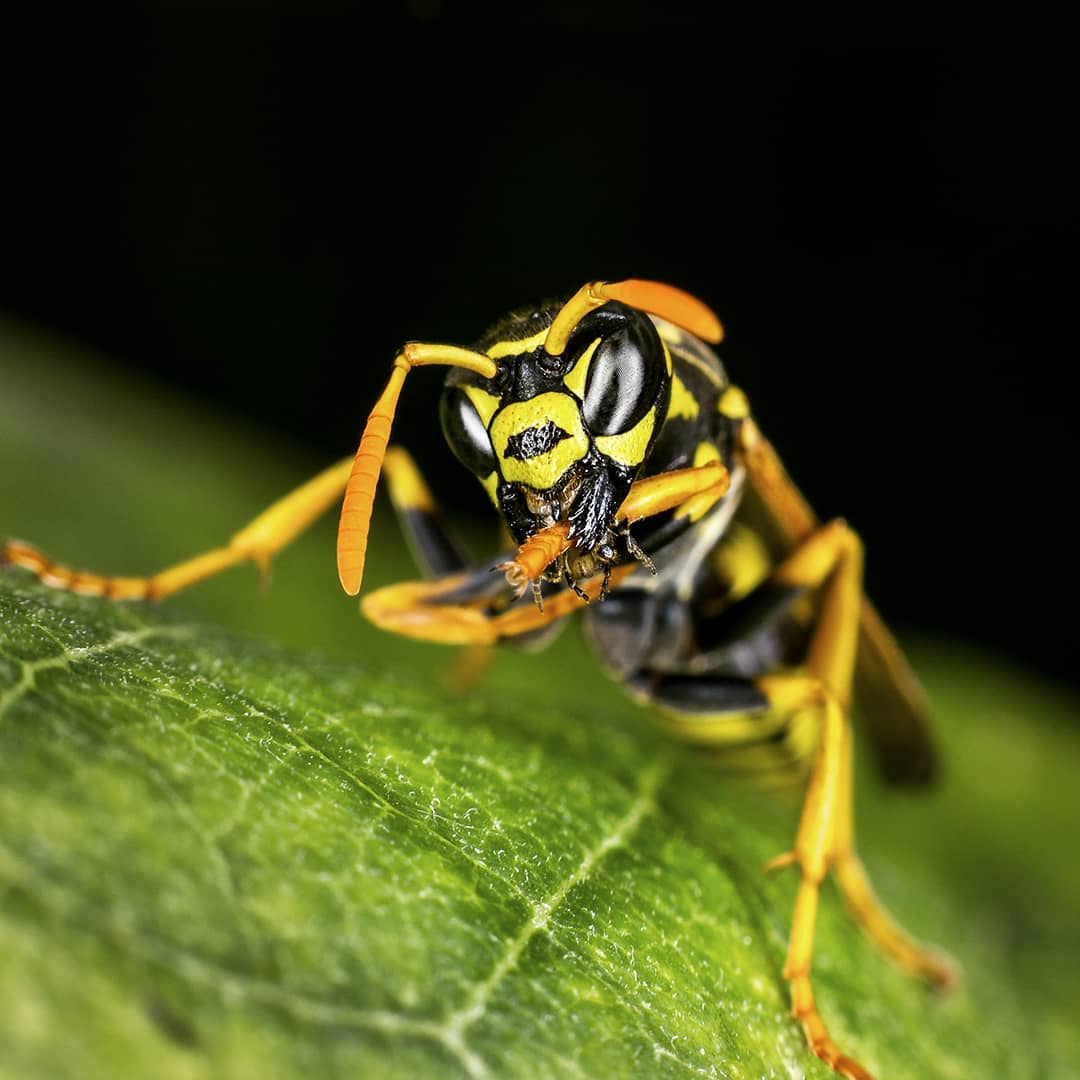 Paper Wasp macro photograph
